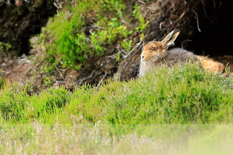 Mountain Hare, Findhorn Valley, Scotland - Hare