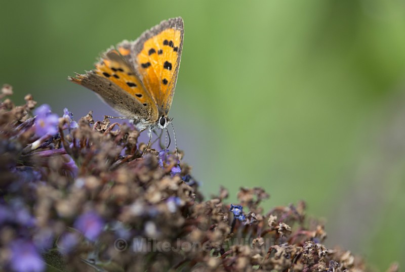 Small Copper - BUTTERFLIES