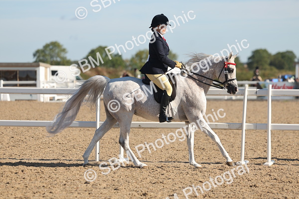 SBM_12267 - Class 303 - Ridden Pure Bred Horse Pony