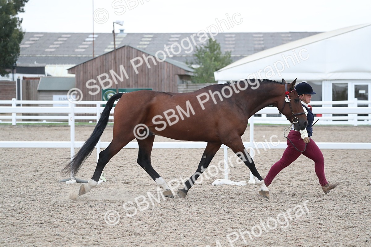 SBM_18287 - Class 318 IH Part bred Horse/Pony