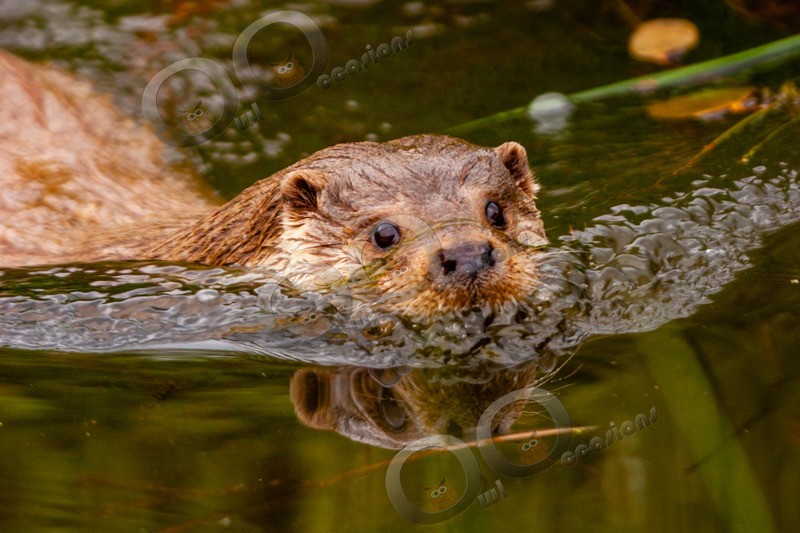 european otter lutra lutra-10 - UK Wildlife
