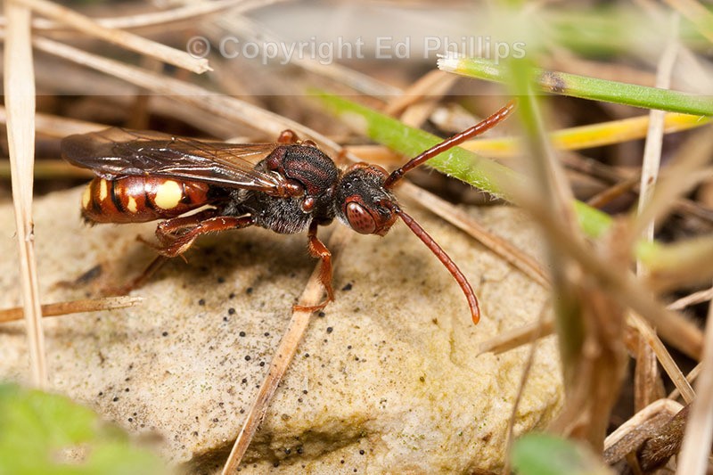 Nomada hirtipes (f)