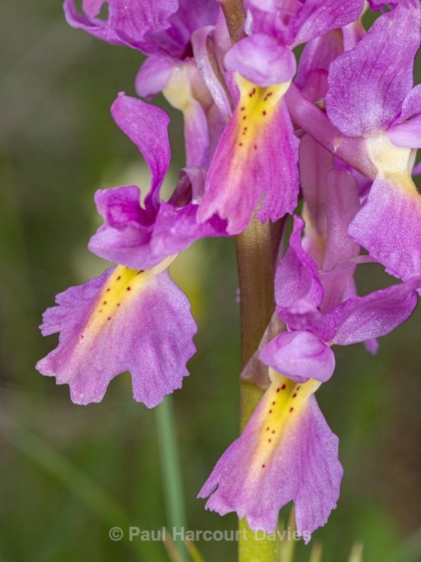 Hybrid Orchis - Orchis x colemanii ( Orchis mascula x O. pauciflora) This is a natural hybrid between Early purple orchid (O. mascula) and few flowered orchid (O. pauciflora). - Wild Orchids 2021