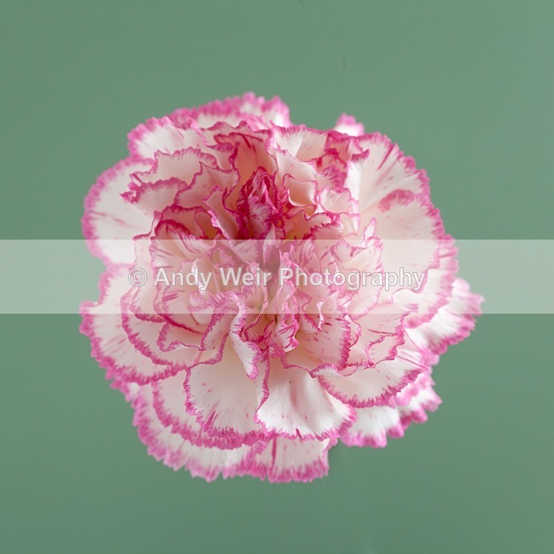 20120624-_MG_9007-1211 - Plants & Flowers