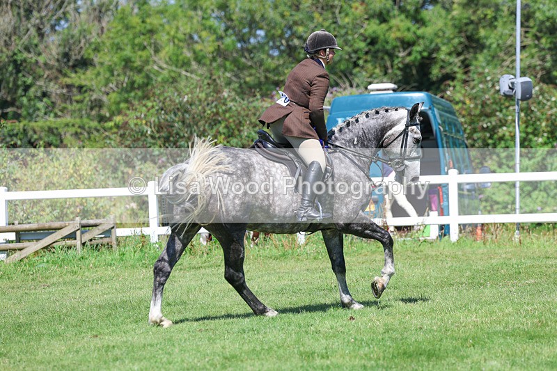 3E7A9364 - Working Hunter Championship