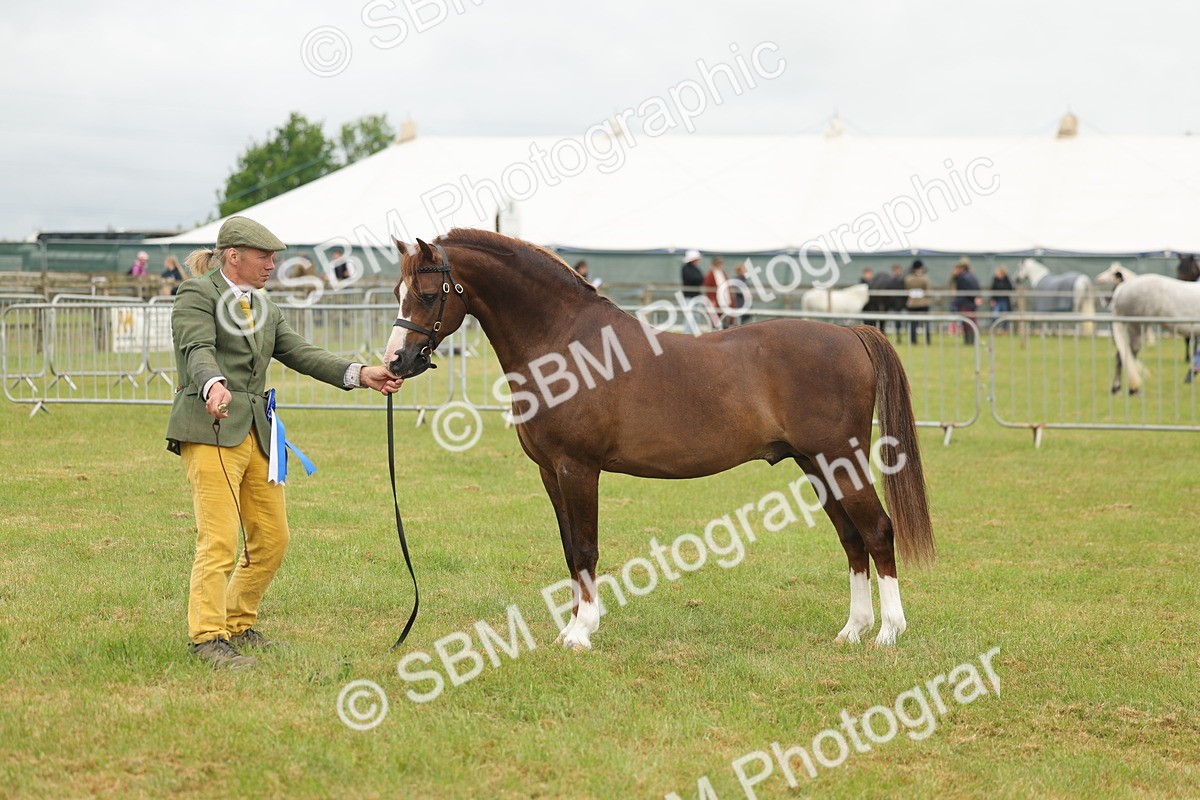 SBM_02307 - Class 50-57 - M&M Welsh Pony In Hand