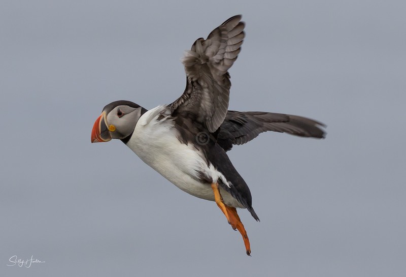 Puffen Flying 3 - Puffins