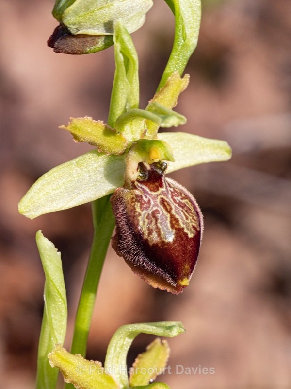 Archipelago Orchid (Ophrys archipelagi)…  synonymous with O.x arachnitiformis or  O x arachnitiformis Nm ‘archipelagiT - Gargano - Wild Orchids
