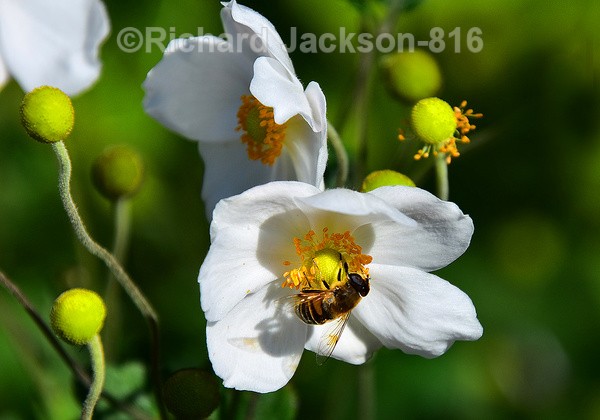 Honey Bee on a Anemone Flower - Insects