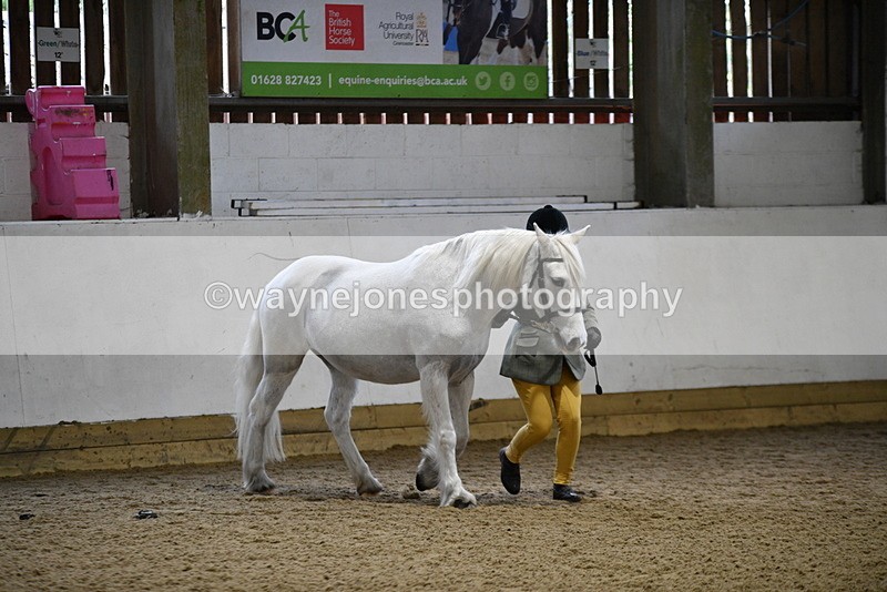 WJ5_4603 - Class 3 Part Bred In hand