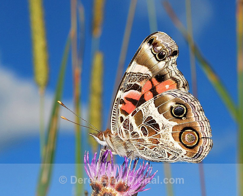 In a Butterfly's  World: American Lady