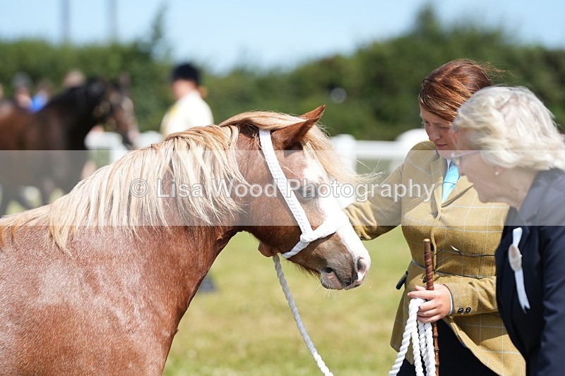 DSC05589 - Class 50: NPS M&M 4 years and over Small Breeds