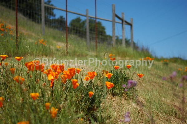  - Wine Country