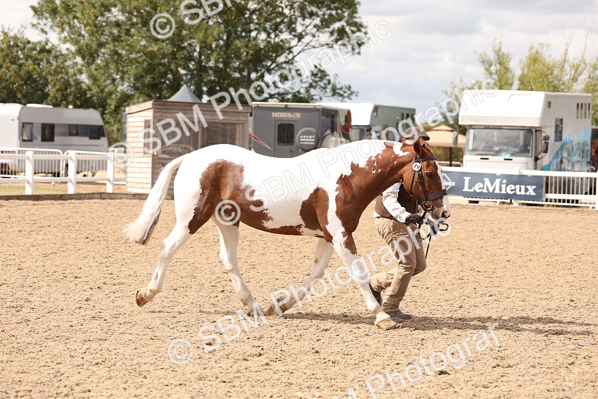 SBM_15362 - Class 210- IH Show Horse