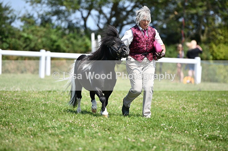 DSC_7723 - Class 64: Coloured Pony 4yrs & over