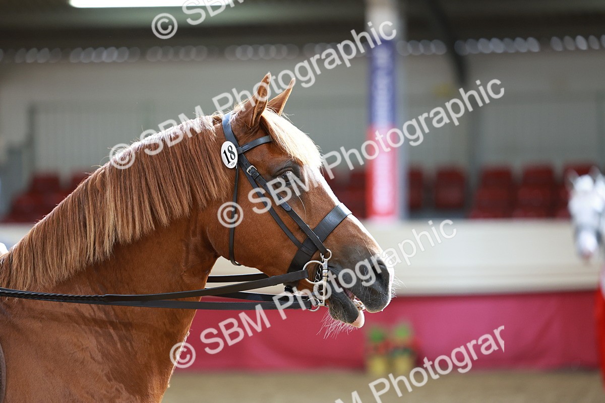 SBM_13704 - Class 106 - Ridden Costume -Astride Adult (15-19)