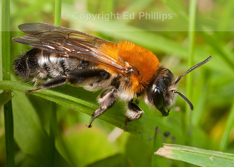 Andrena nitida (f)