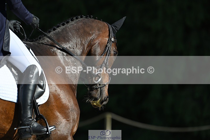 230526-172451-07599 - 263-CARWARTHEN_HARRIER-Polly_Muirhead-WEDTrotUp+DR