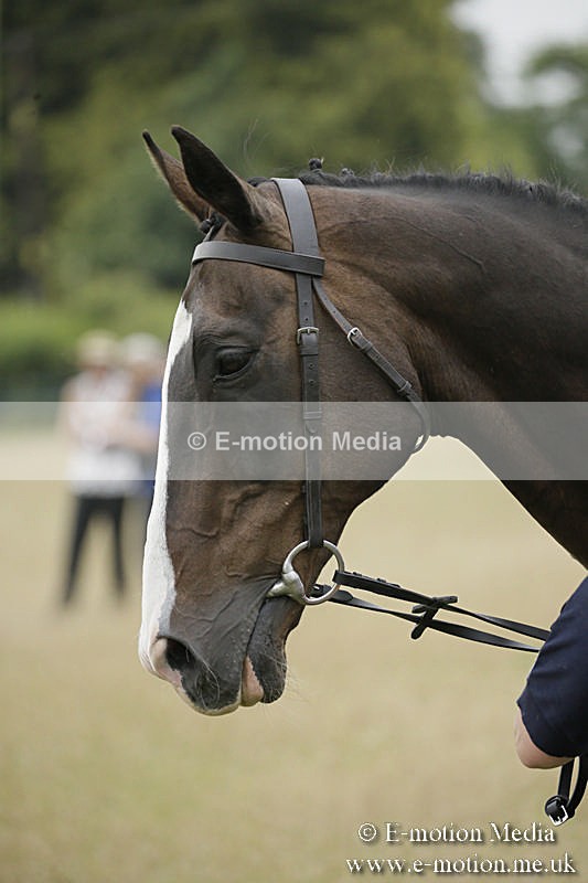 B230619-0239 - Bourne Valley Riding Club Summer Show 23/06/19