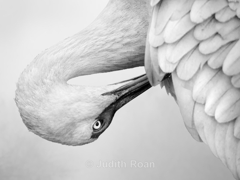 Sandhill Crane preening - Backyard Birds of the Pacific Northwest
