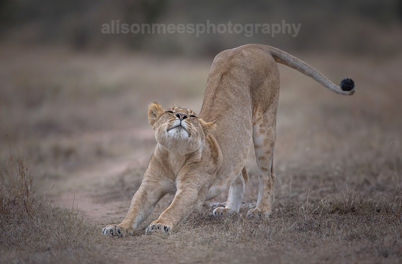  - African Safaris