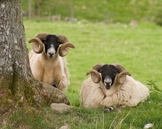  - Animals/ Wildlife