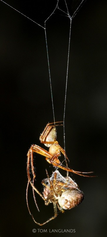 Garden Orb Spiders - Macro