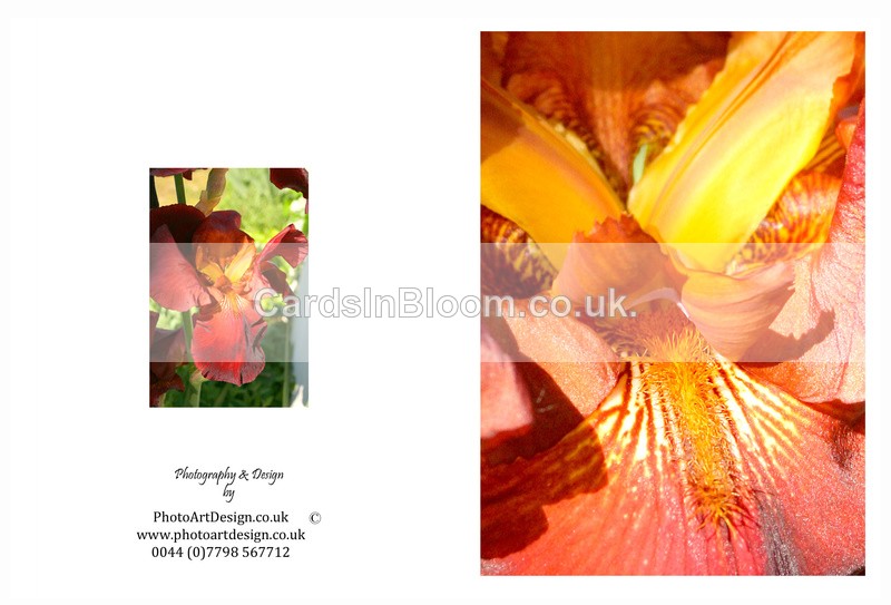 EX. IRIS 5 - THE IRIS CARD COLLECTION