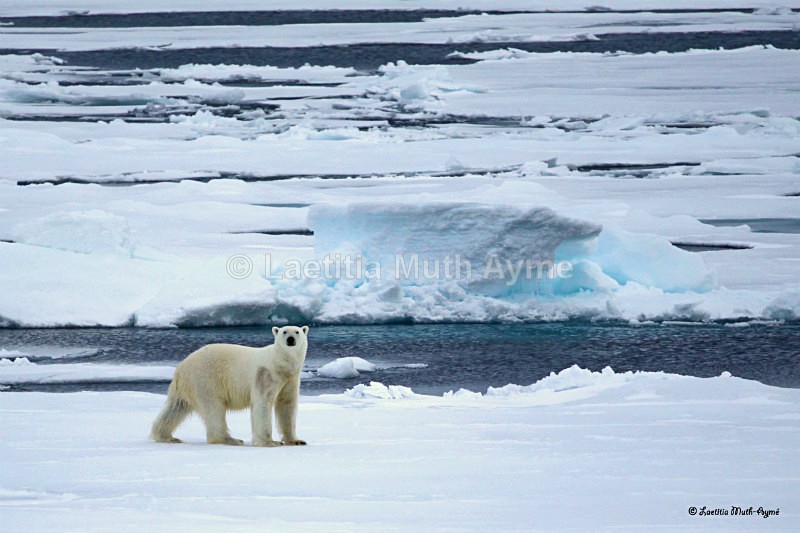 IMG_0669 Svalbard - Bears