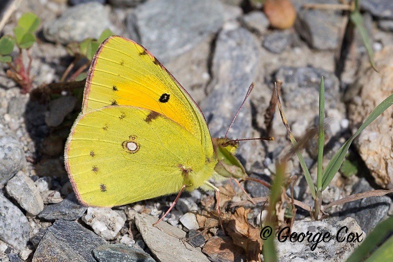 clouded yellow pyrenees