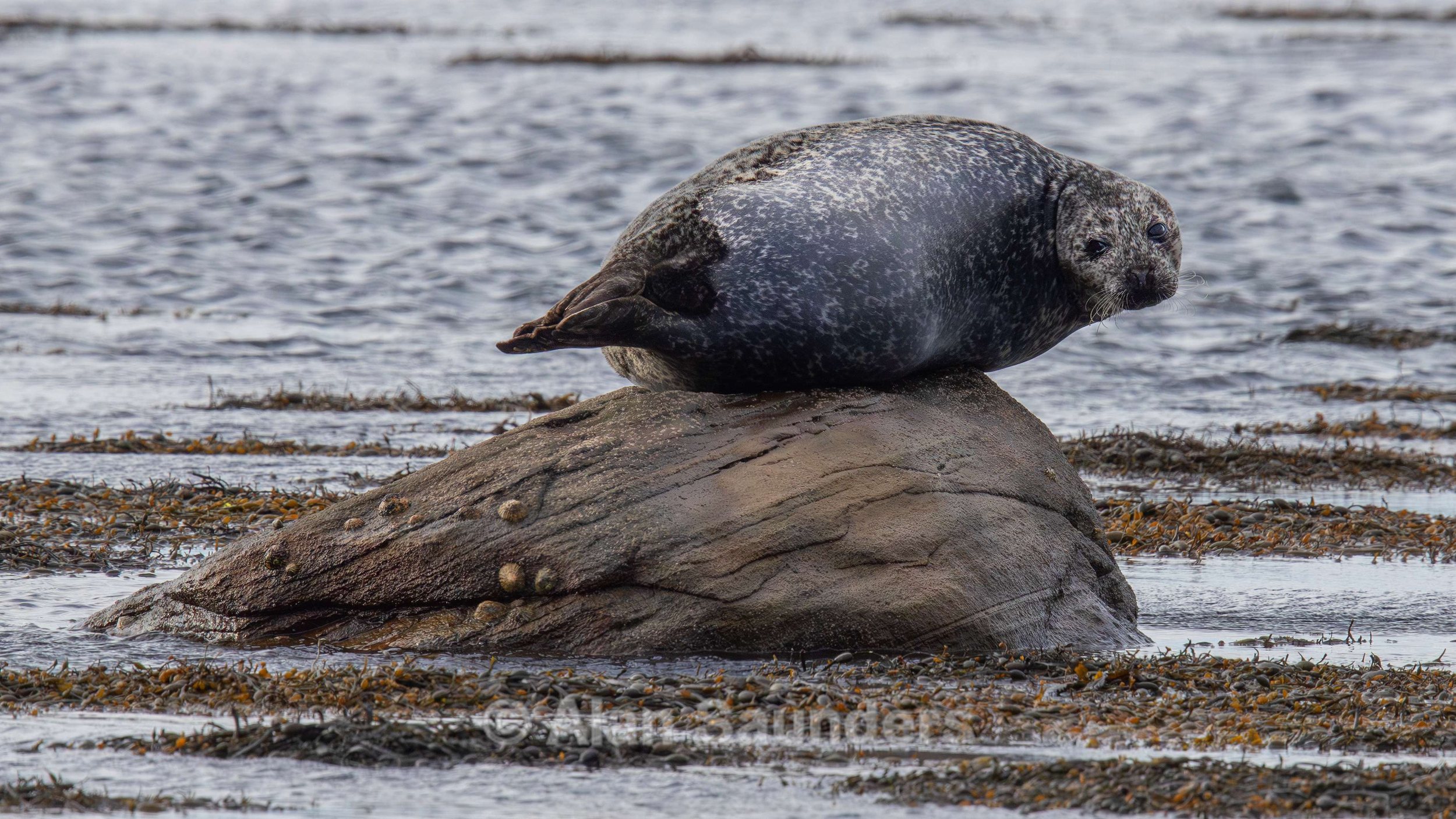 Common Seal 7