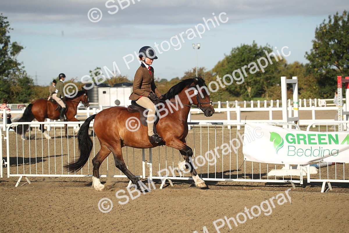 SBM_11517 - Class 502 - Riding Club Horse
