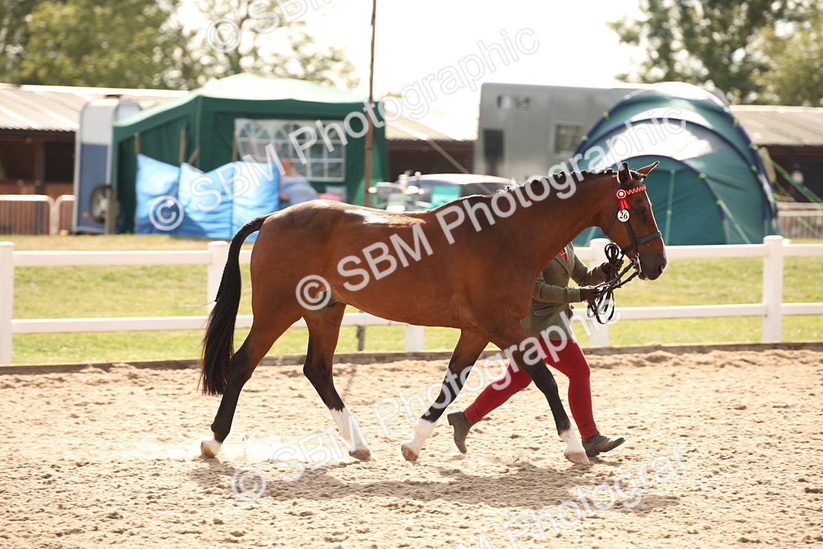 SBM_08162 - Class 27 - IH Competition Horse-Pony