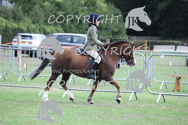 APP_4126 - Class 15a/b Pony club pony/Riding club horse