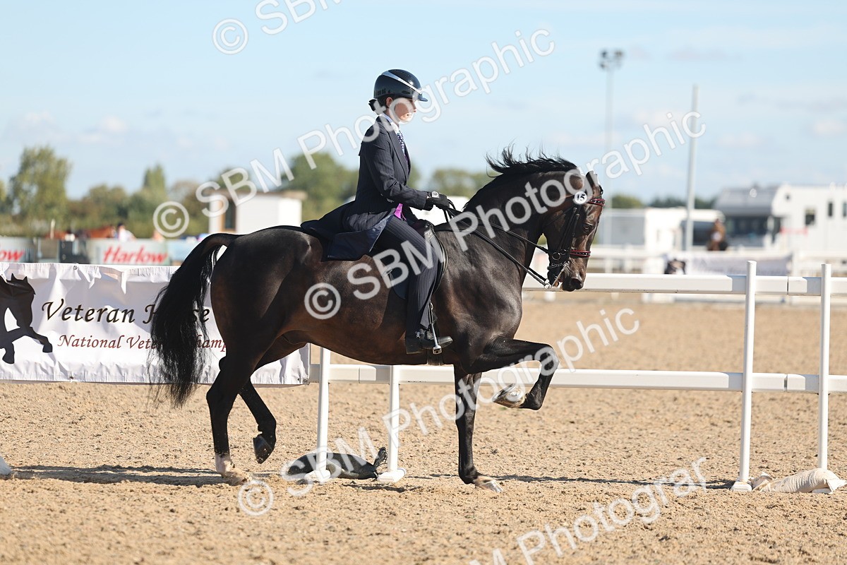 SBM_13010 - Class 305 - Ridden Foreign Breed Pure Bred