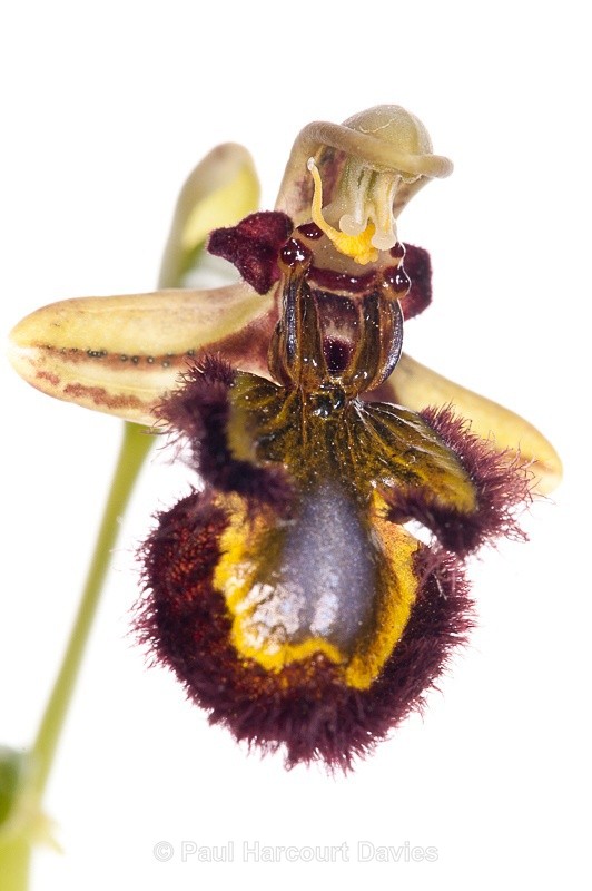  - WB: Orchids - Ophrys