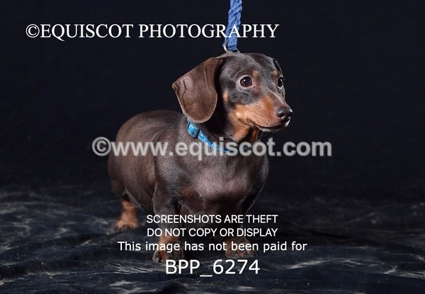 BPP_6274 - LESLEY GRANGER DOGS