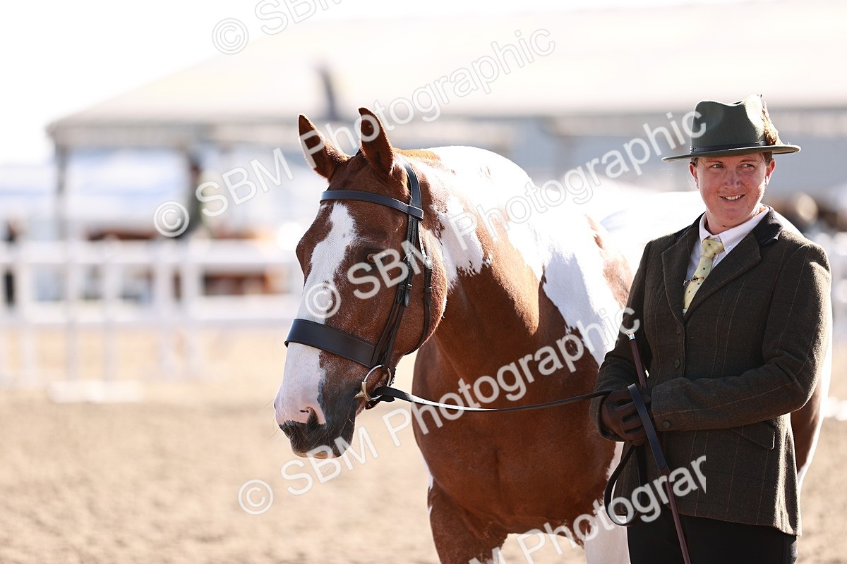 SBM_22025 - Class 702 - IH Show Horse-Pony