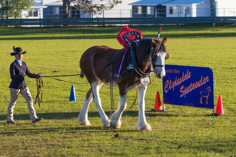 Long reining 2. 0A3A8356 - 2025 Senic Rim Clydesdale Spectacular