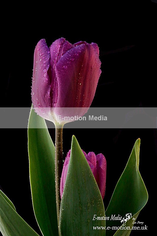 080420 -185967a - Nature