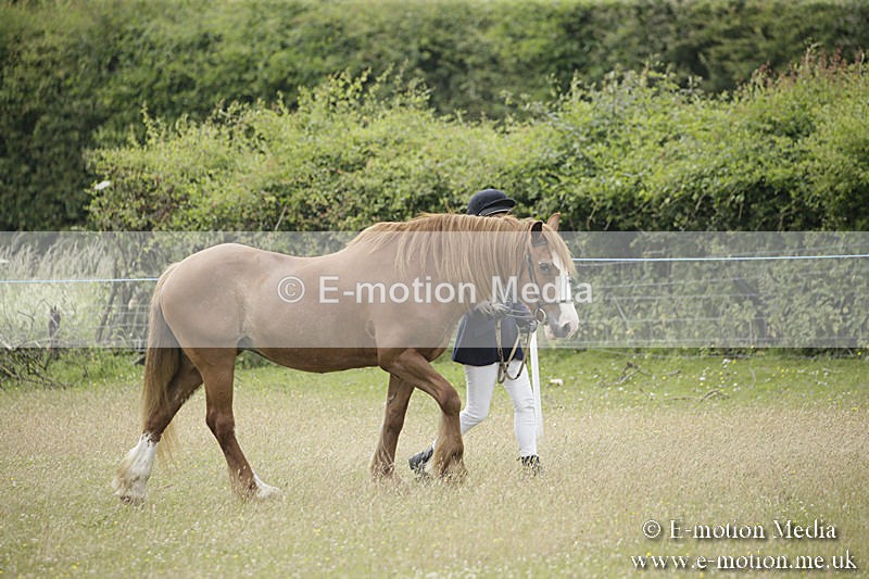 B230619-0561 - Bourne Valley Riding Club Summer Show 23/06/19