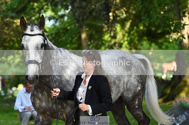 230524-170238-01252 - 130-CFH_DAKAR_HILL-Millie_Juleff-WEDTrotUp+DR