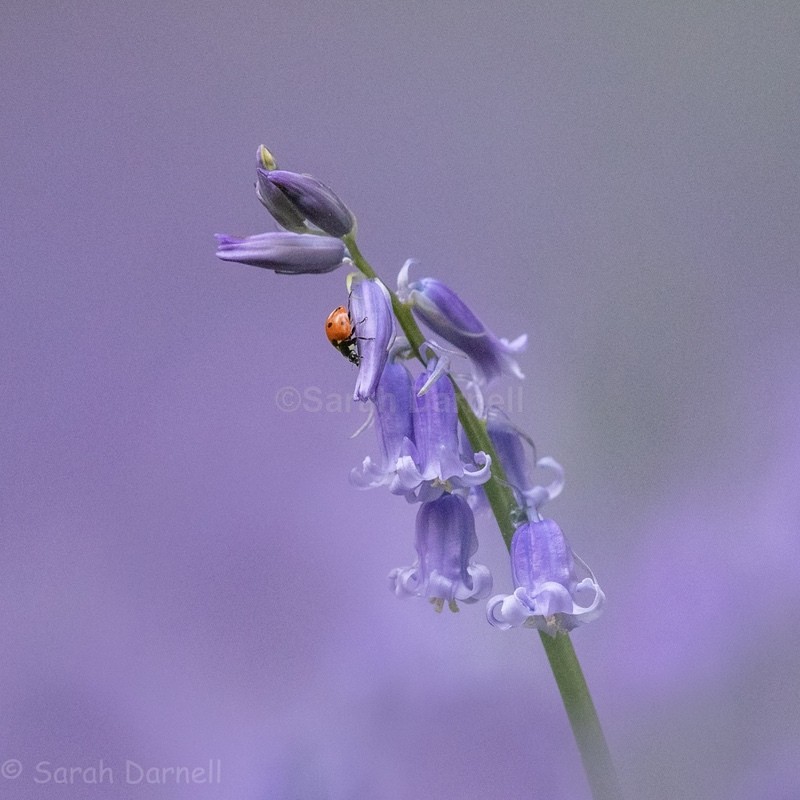 BlueBell SD2573 - Greeting Cards