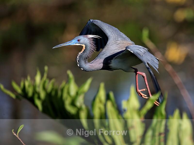 Tricolored Heron flying legs dangling, Wakodahatchee Wetlands - Tricolored Heron