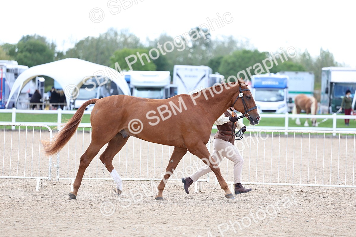 SBM_15355 - Class 312 - IH Competition Horse-Pony