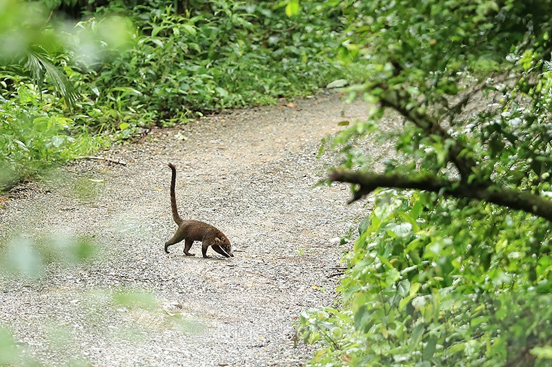 Coati crossing Pipeline Road, Panama - Coati