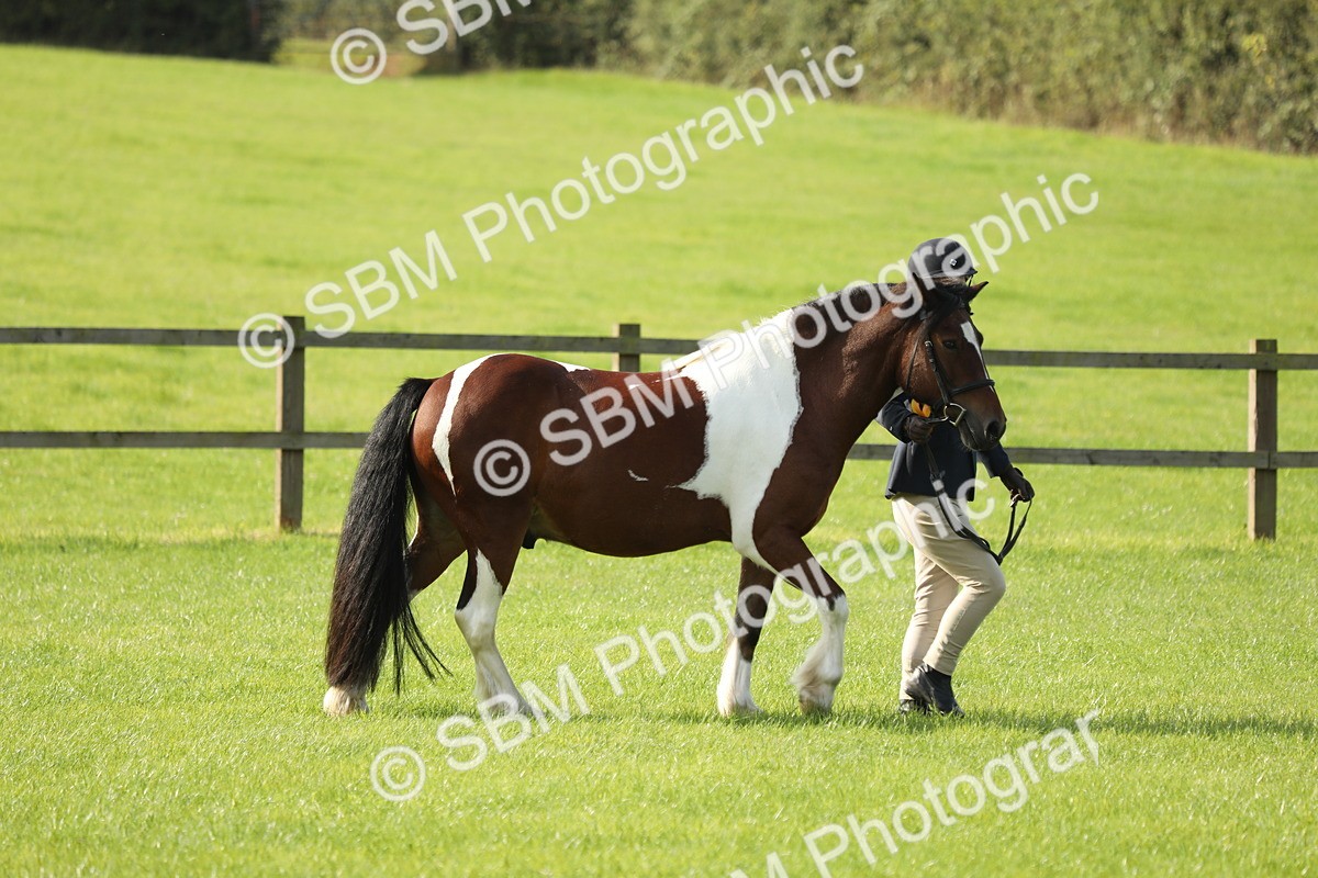 SBM_61036 - S43 - Coloured Pony In Hand