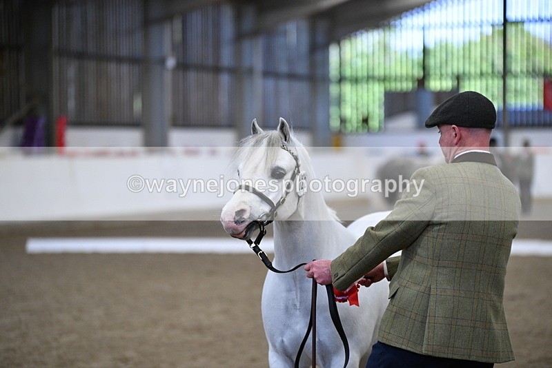 WJ5_5521 - Class 4 In hand M&M - small breeds