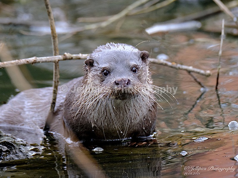  - Wildlife and Nature