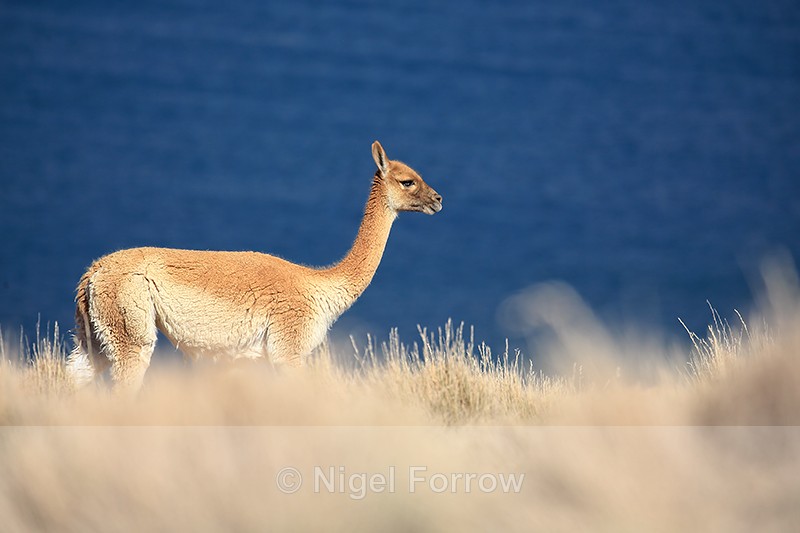 Adult Vicuna, side view, Chile - Vicuna